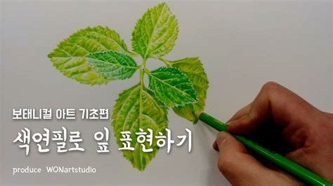 보타니컬아트 잎 색연필로 그리기